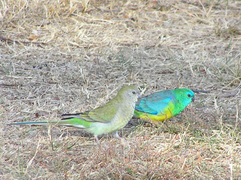 Grass parrots a photo on Flickriver