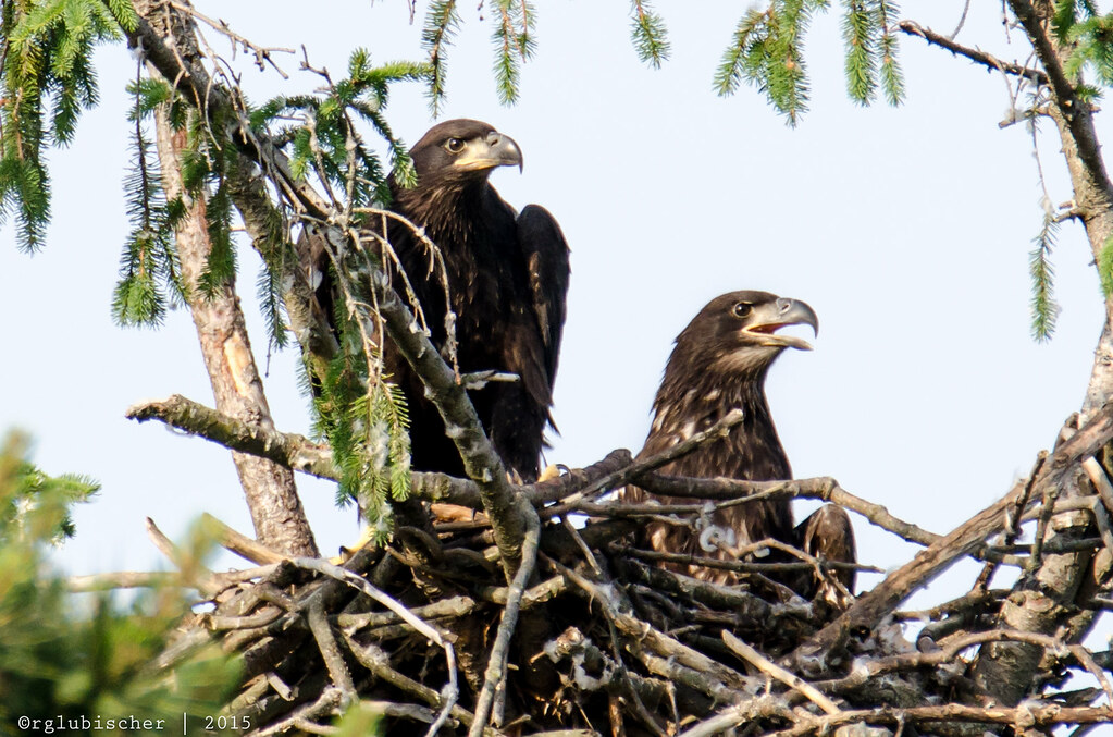 The Eaglets 2015 5 Bald Eagles Nesting in New Jersey “… Flickr
