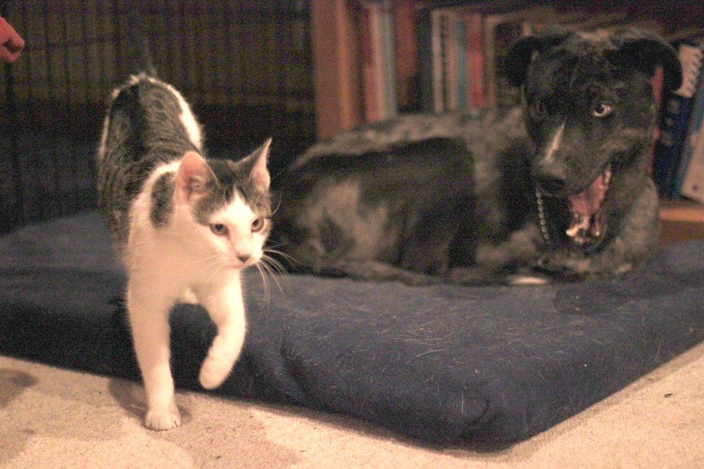 Cats Rule, Dogs. . . Yawn? Yes, there is such a thing as
