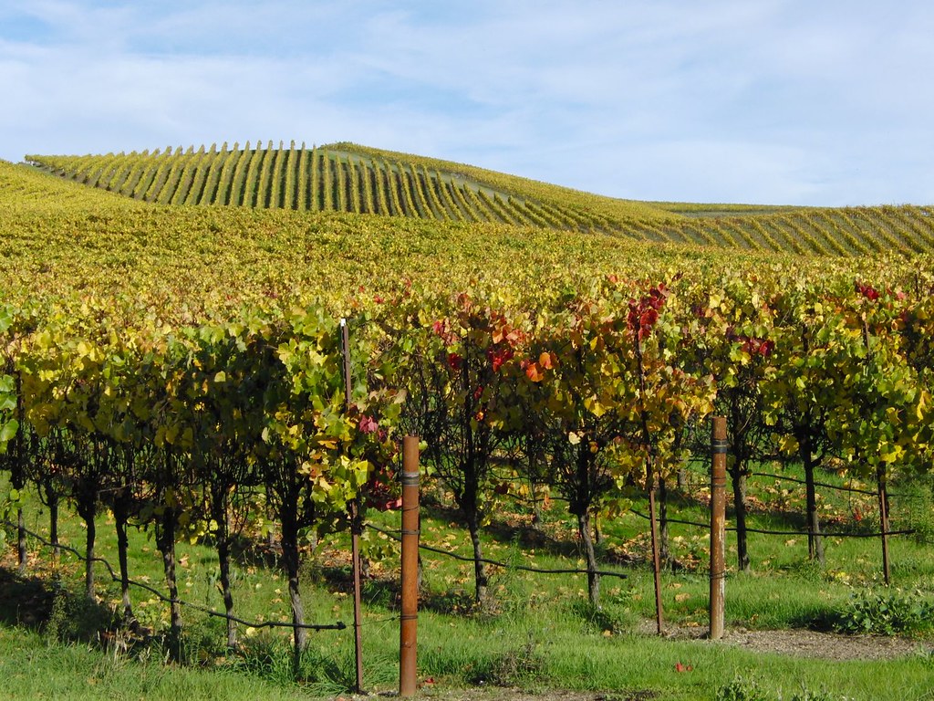 Petaluma Vineyard Petaluma Vineyard by the Stony Point Rd,… Flickr