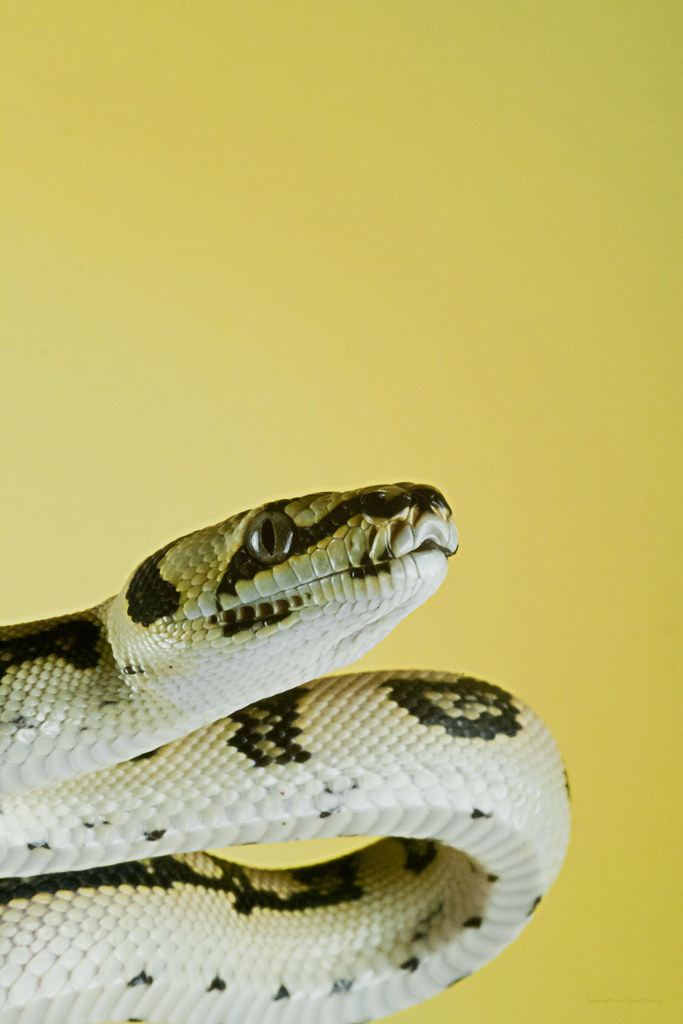 Hatchling Jungle Jaguar Carpet Python Strobist/Camera Info… Flickr