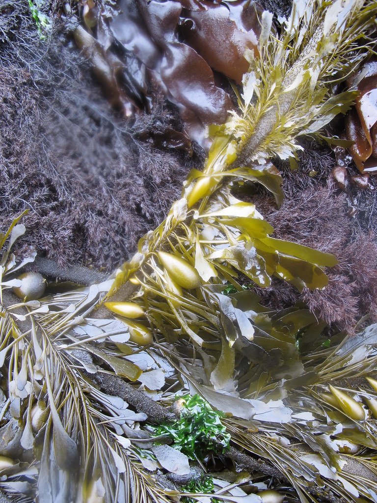 Feather Boa Kelp Feather boa kelp (Egregia menziesii) at D… Flickr