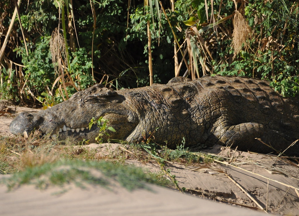 The Giant Kunene gabi Flickr