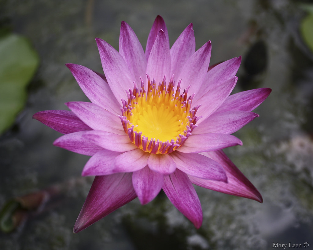 Floating flower Mary Leen Flickr