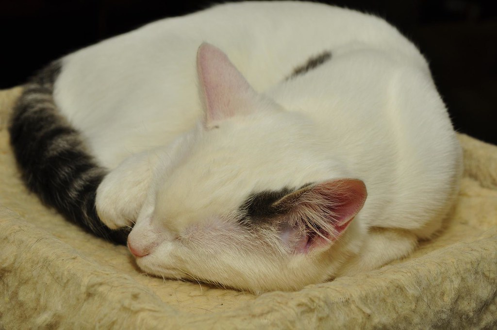 Plumb tuckered out jeffreyw Flickr