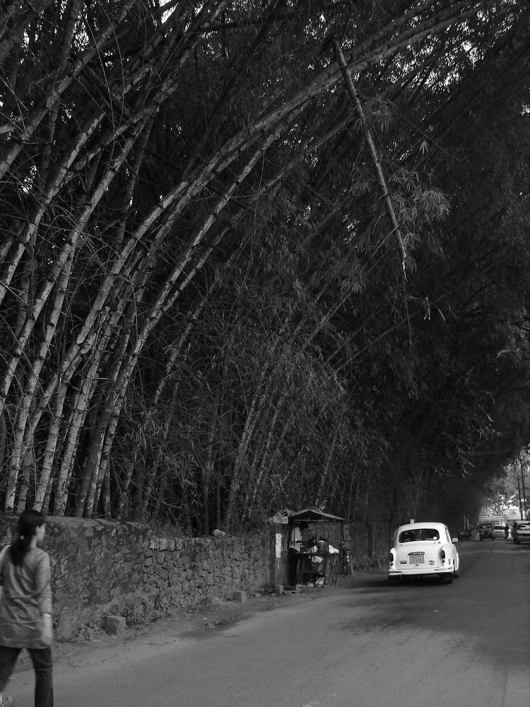 DSC06264 Kumily Giant bamboo groves leaning over the qui… Flickr