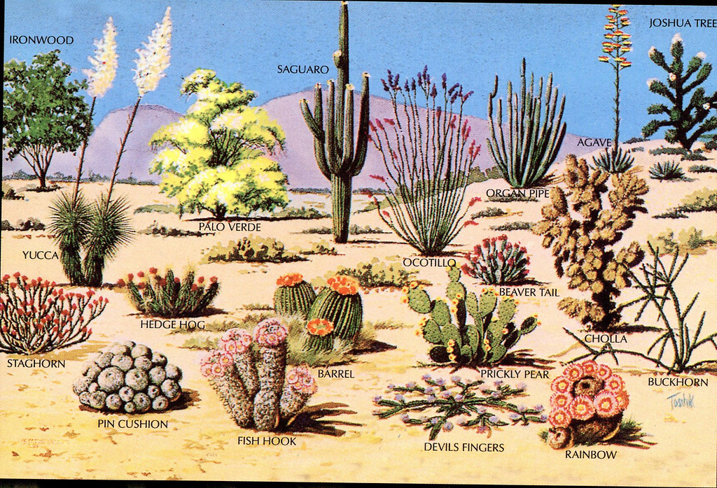 Sonoran Desert Plants I got this for myself...I like the o… Flickr
