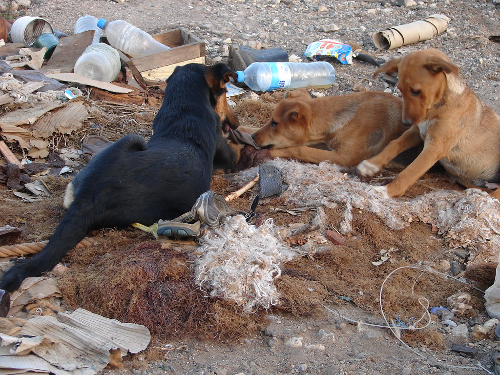 Junkyard Dogs, Essaouira Antony Stanley Flickr