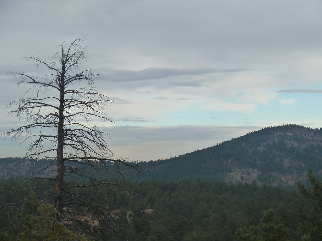 Dead Tree + Rocky Mountains amberrr_x3 Flickr