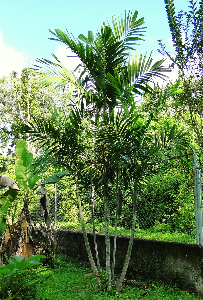 Palma bambú [Macarthur Palm] (Ptychosperma macarthurii) Flickr