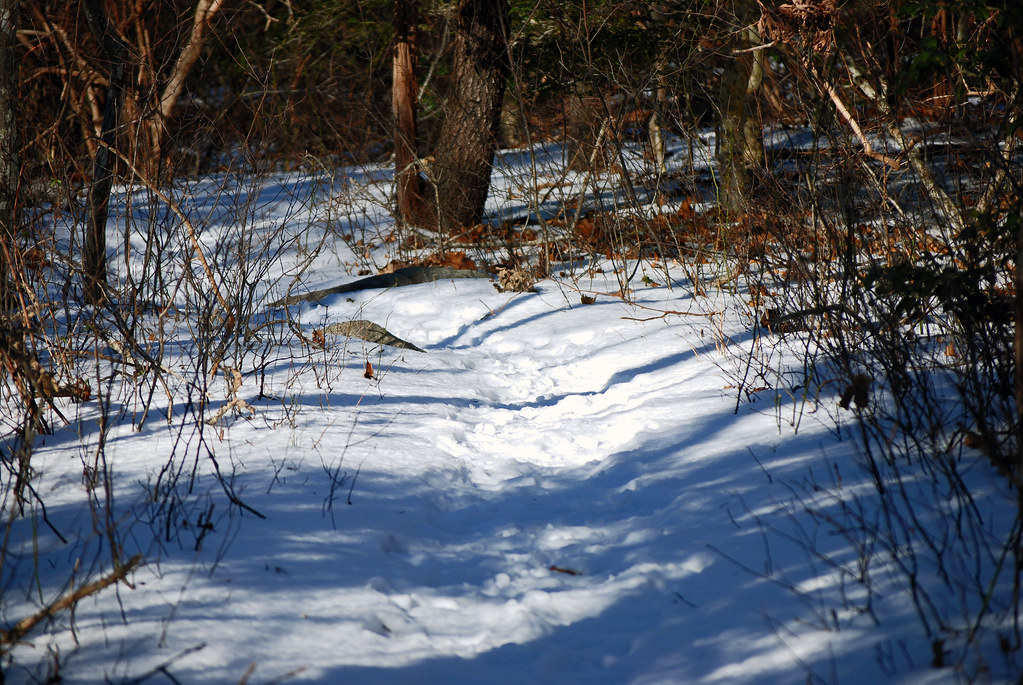 Montauk_2011 01 17_0074 Money Pond Trail Harvey Barrison Flickr