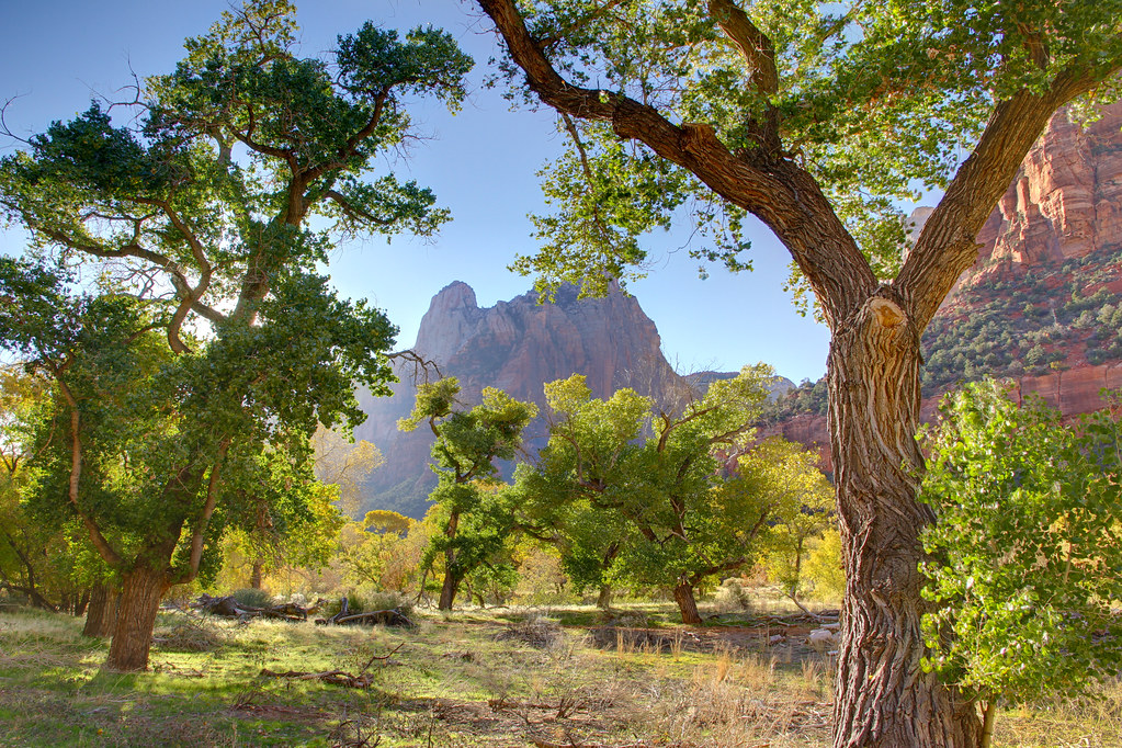 Cottonwood grove in Zion National Park Stately cottonwood … Flickr