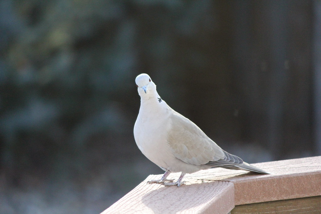 22/365 White Pigeon Tim & Stacy Fisher Flickr