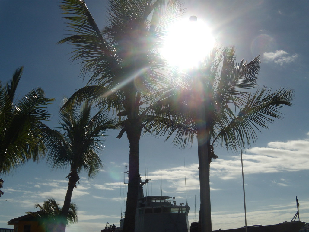 Rick Springfield cruise 2010 040 My Palm trees ryansgirl2 Flickr