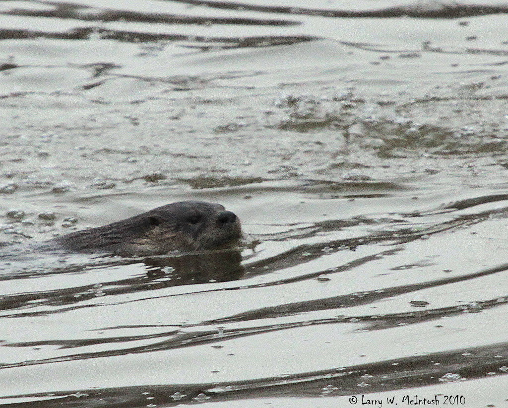 River Otter on 400 south in Jackson County Indiana by Larr… Flickr