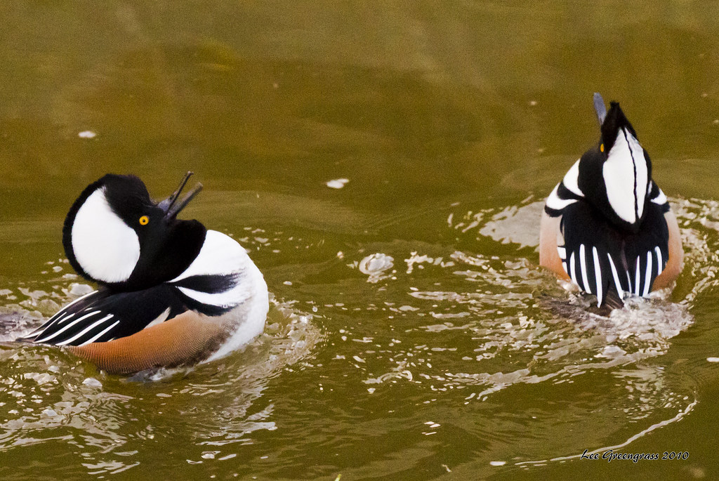 Hooded Merganser Mating Display Iron Horse Trail, Dublin, … Flickr