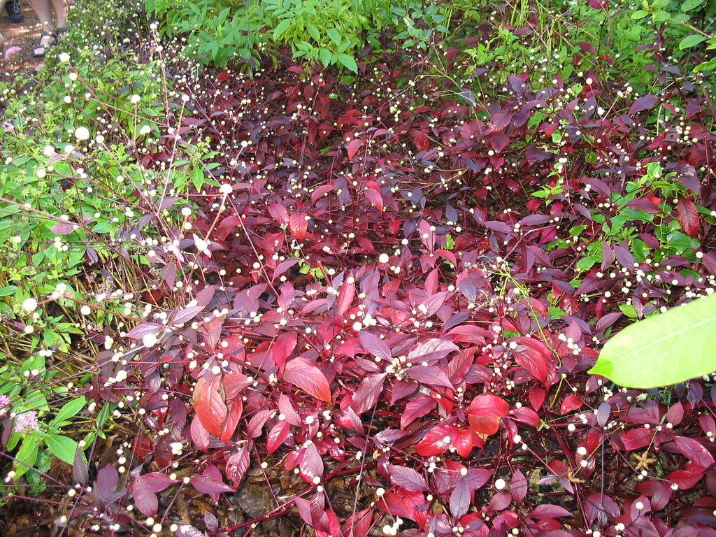 flowers freeport garden meadce Flickr