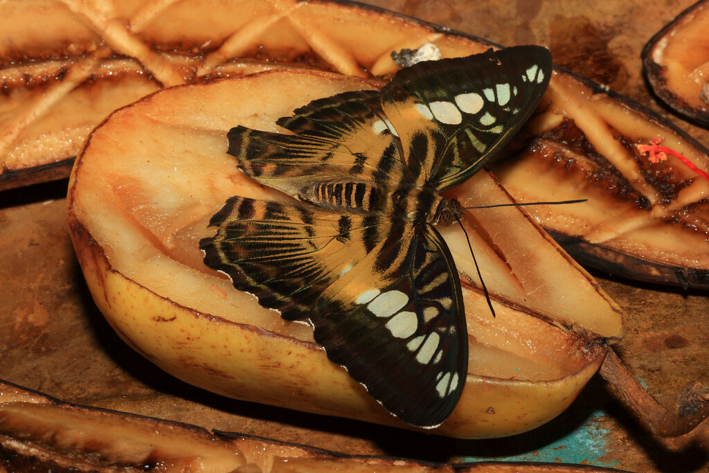 Butterfly Enjoying a Pear Butterfly Rainforest Gainesvi… Flickr