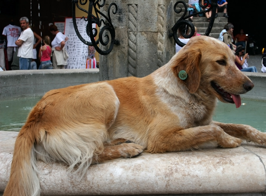 cane su fontana fountain guardian in Rhodos Marco 56 Flickr