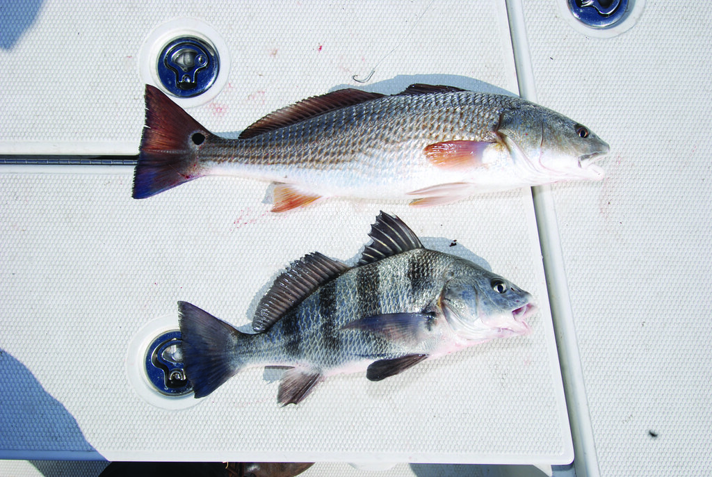 Bogue Sound Red drum (top) and black drum are two of the