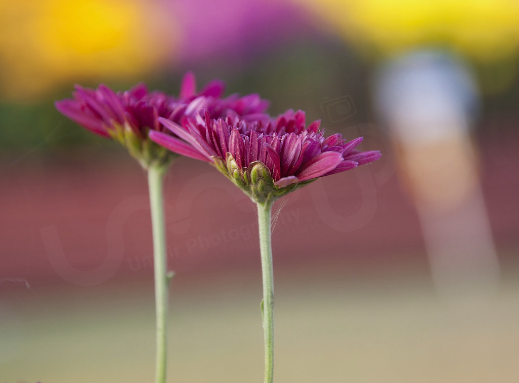 When words escape, flowers speaks Taken in Lahore, Pakista… Flickr