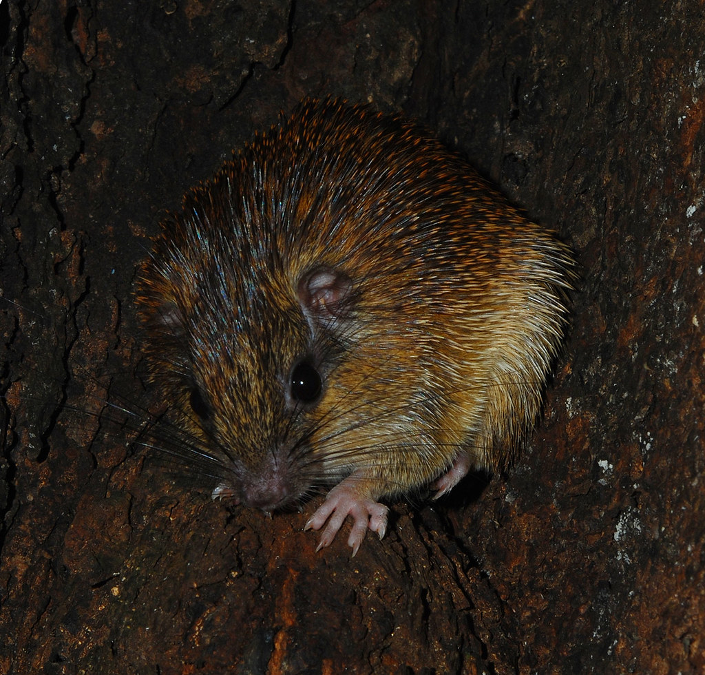 Spiny rainforest rat ID in process Colombian Amazon near L… Art