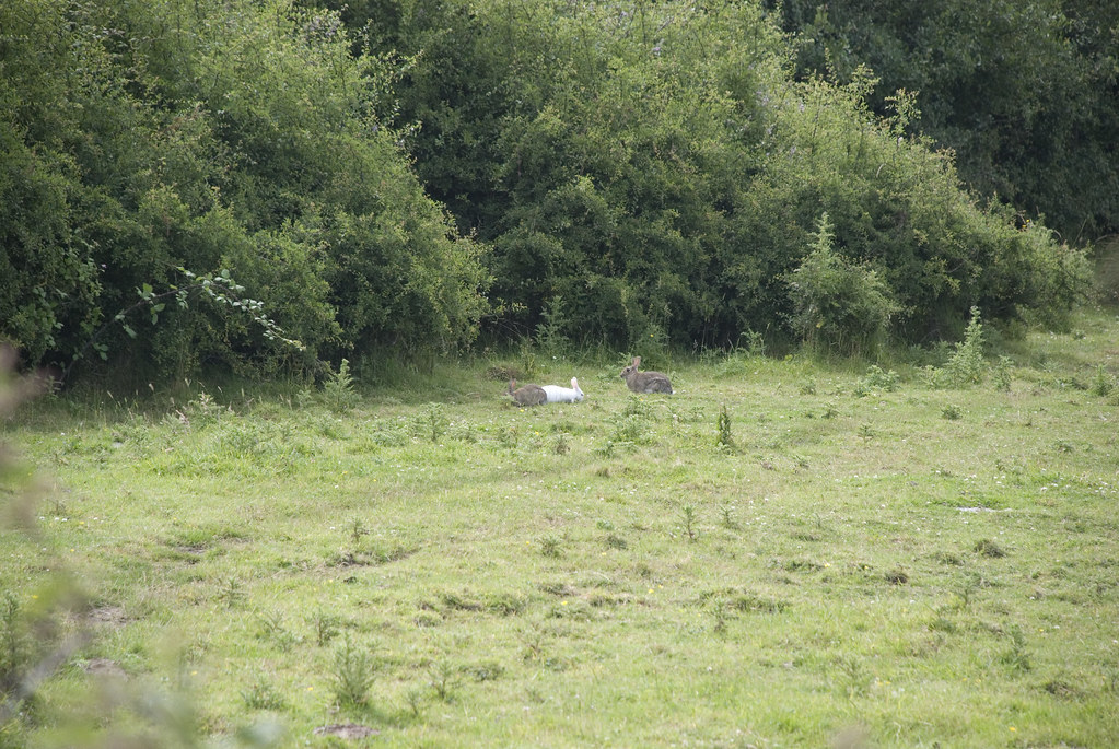 White Rabbits It would seem that in SouthEast Hampshire we… Flickr