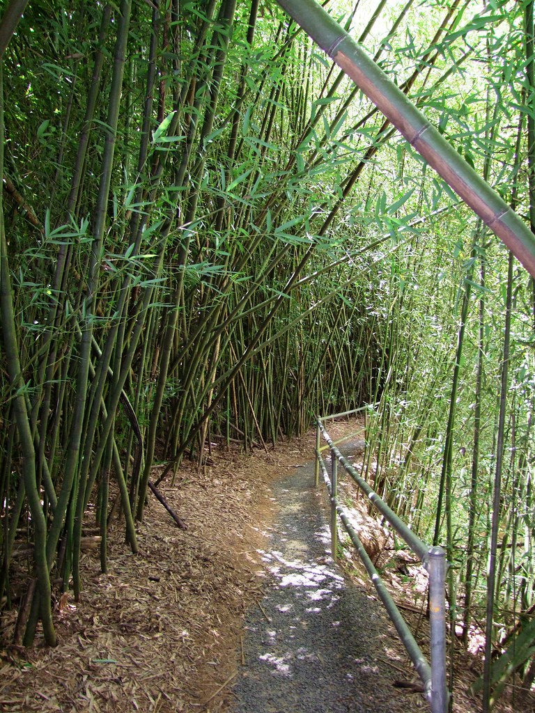 Bamboo Walk The damage seen was caused by Cyclone Larry Pa… Flickr