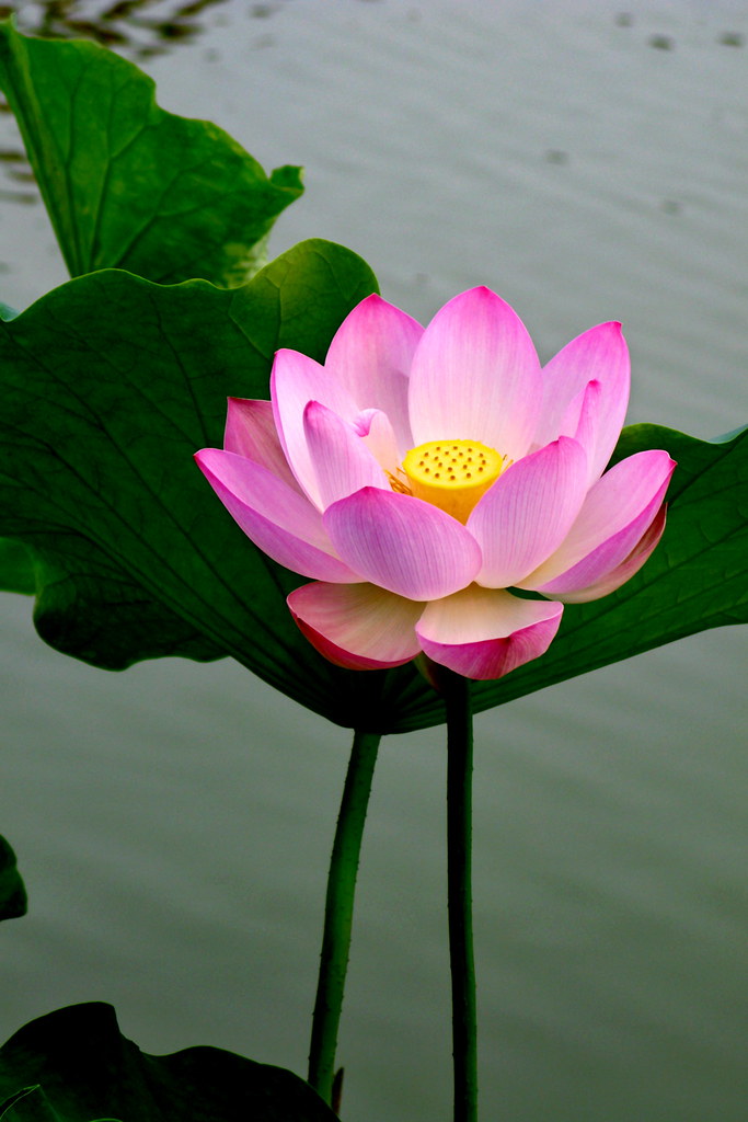 Lotus Flower The lotus flower is associated with Buddhism … Flickr