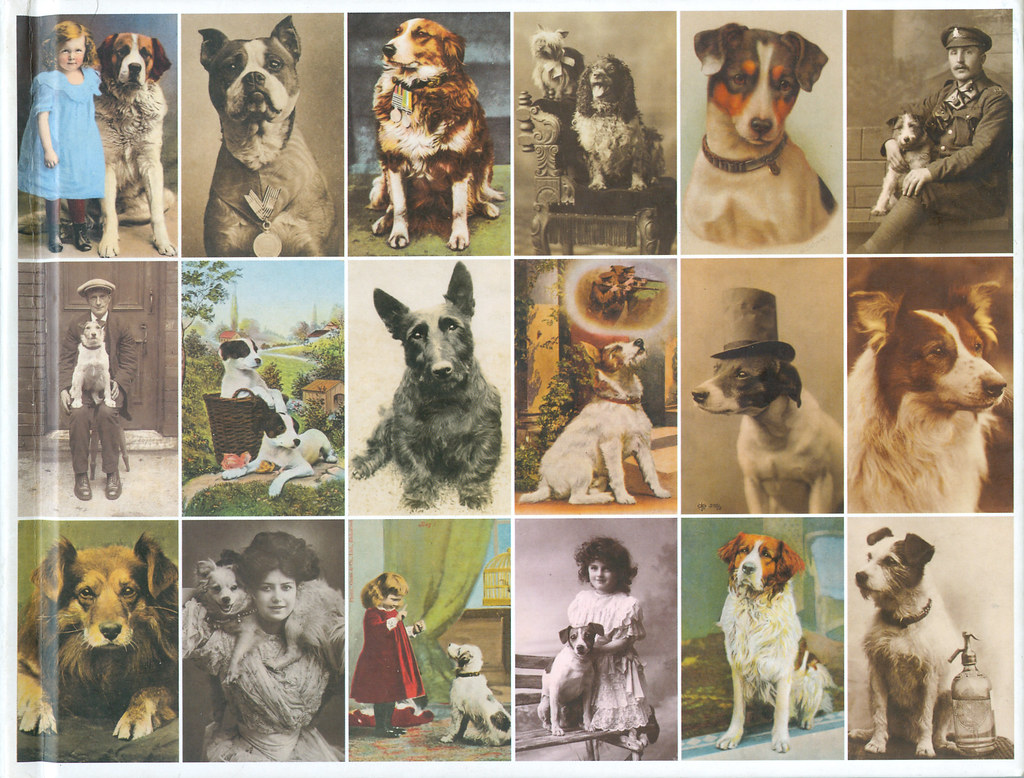 Postcard Dogs My third book. A mixture of commercial postc… Flickr
