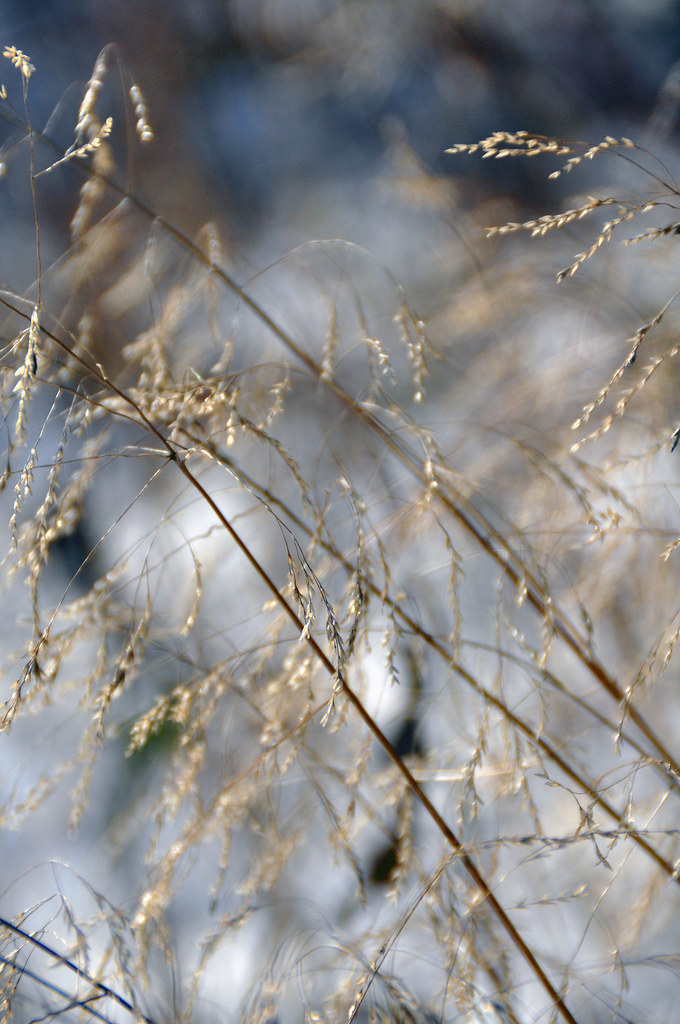 A Lone Reed Is Never Alone Jacksonian22 Flickr
