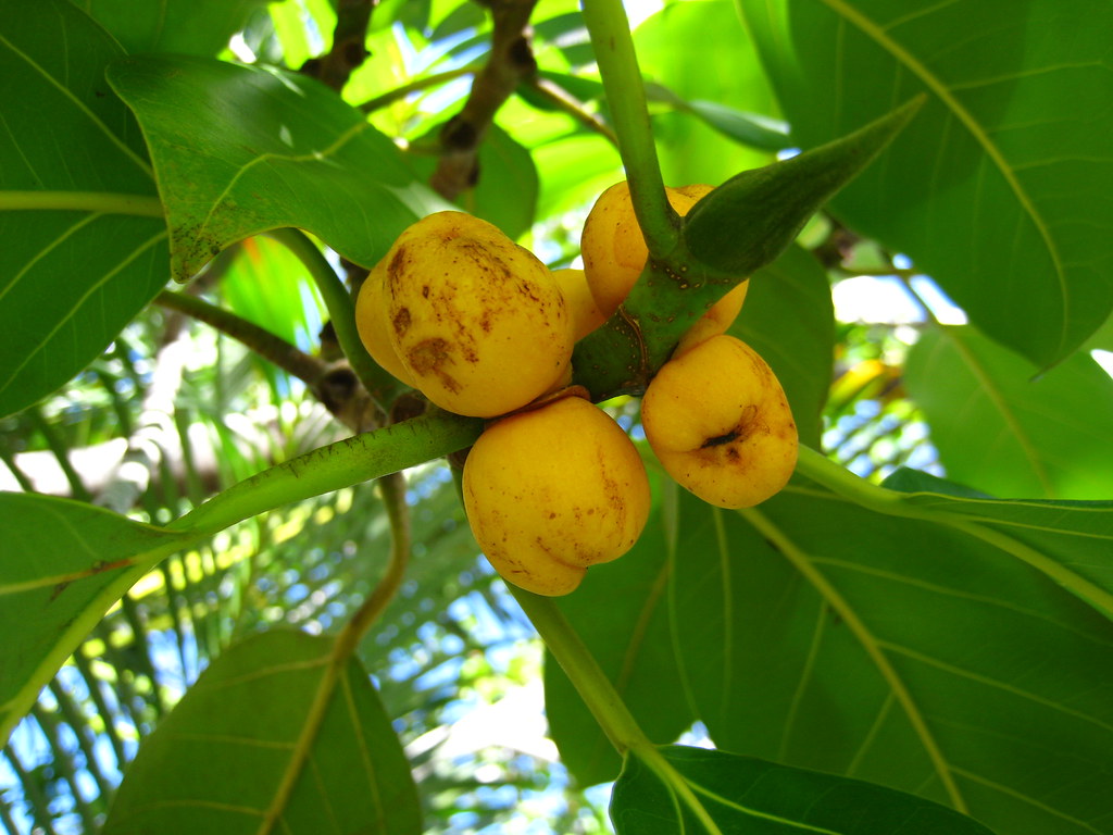 Some exotic fruits, Brisbane, Australia Lana Flickr