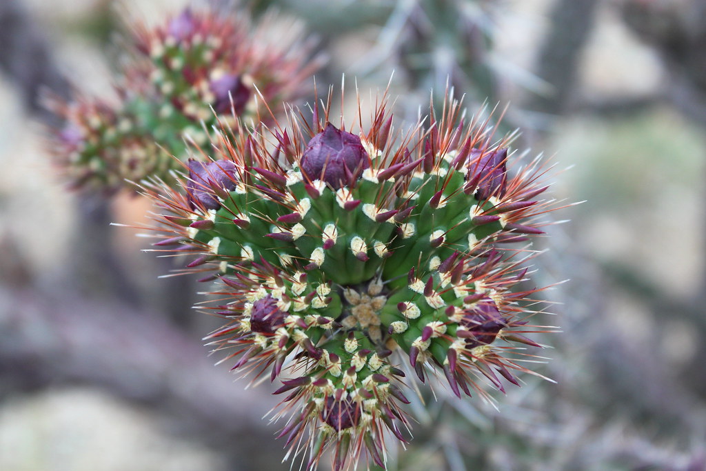 Cholla Buds Tom Corey Flickr