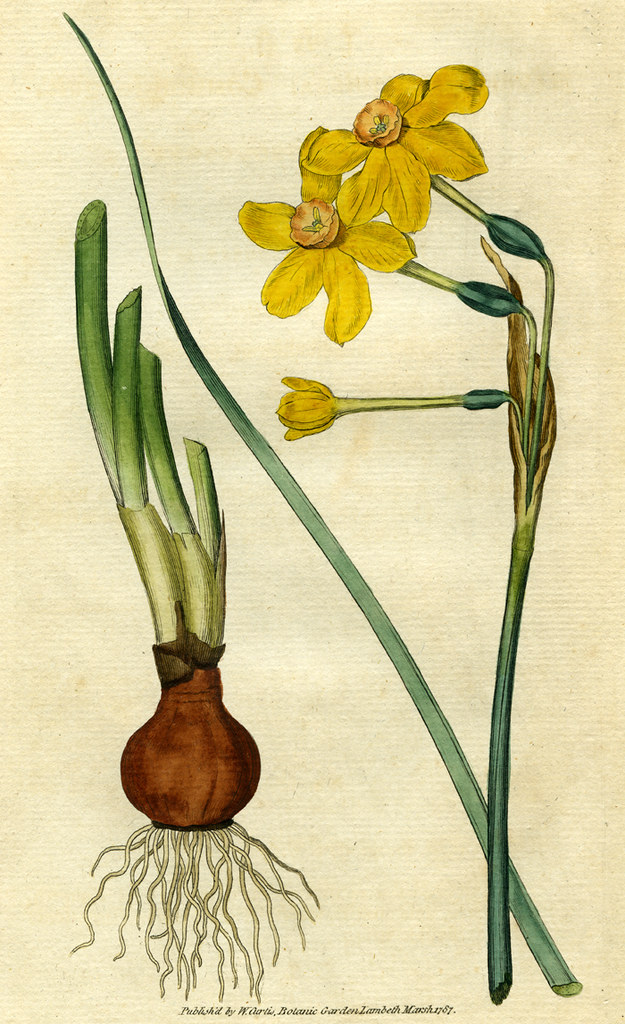 Common jonquil, narcissus jonquilla Common jonquil, narcis… Flickr