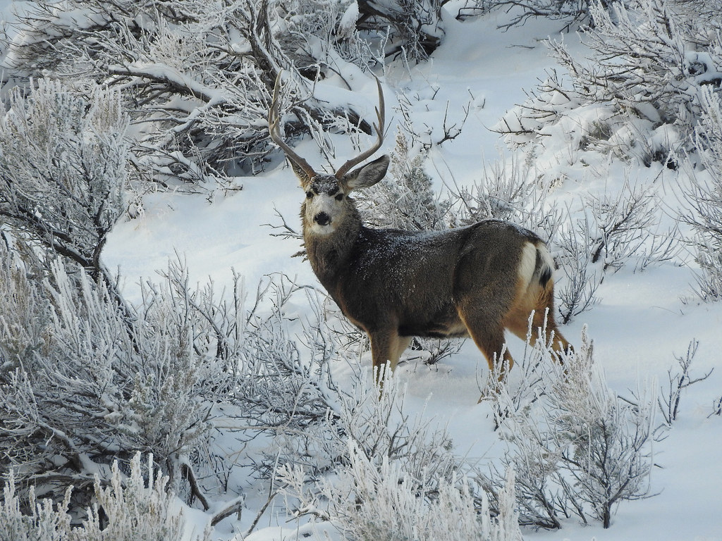 Young Mule Deer Buck A snowy cold morning on Antelope Isla… mcb49