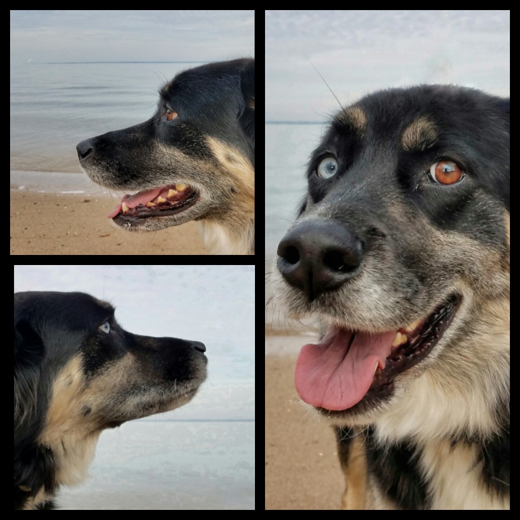 Dogs in Virginia State Parks Uploaded by Sa for guest blog… Flickr