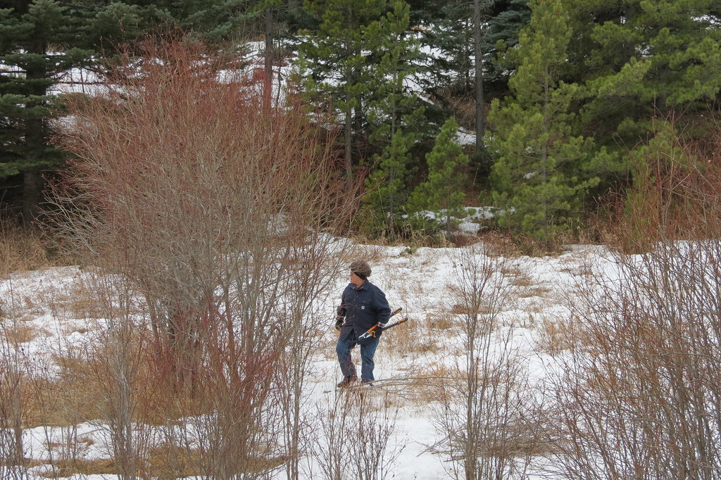 Willow Harvest at Golden Gate State Park CSFS volunteers p… Flickr