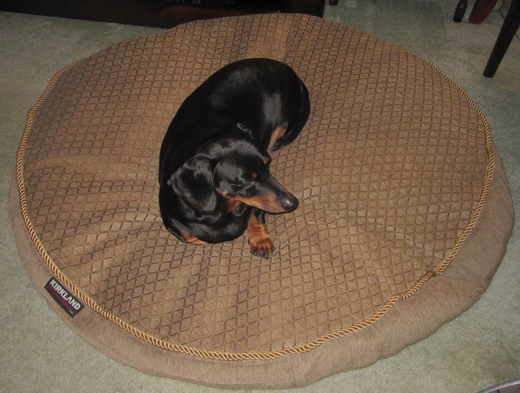 JD and the Bed I got this big dog bed from Costco and theb… Flickr