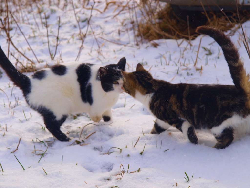 Candy Cane Ranch Angel and Renee Taken 122010 Rachel Coutermarsh
