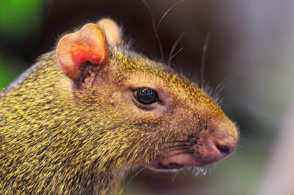 Cute rodent A rodent, which name I also (but I thin… Flickr
