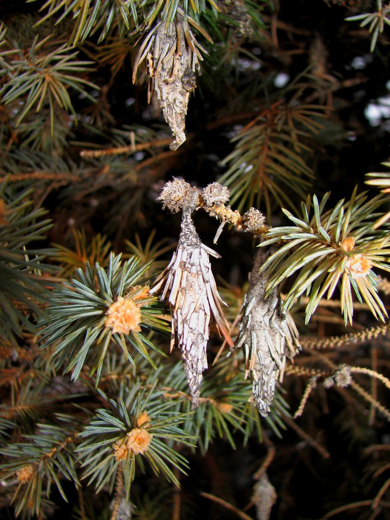 Bagworm Sacs wykesgerald Flickr