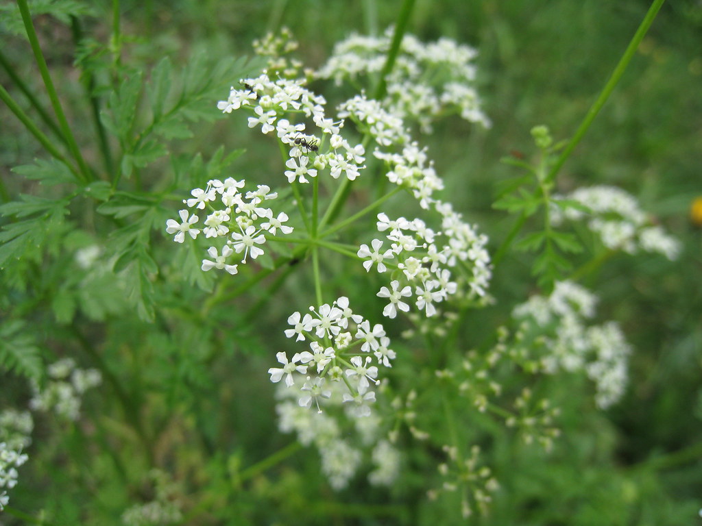 Hemlock Hemlock, Conium maculatum, with small white flower… Flickr