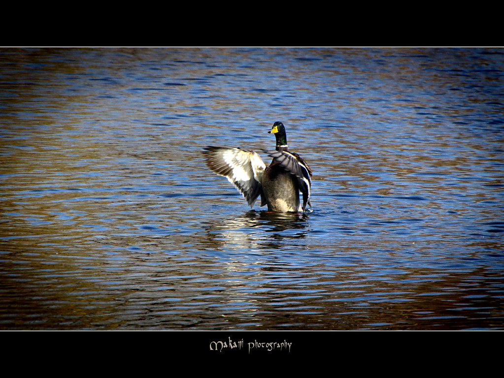 Goose dance “A goose quill is more dangerous than a lion's… Flickr