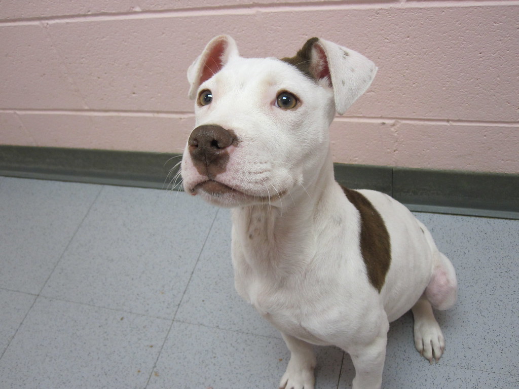 Free Dogs near me Pet Classifieds