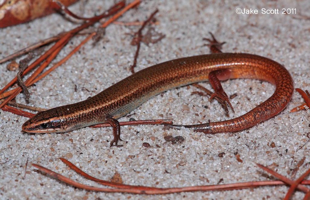 Bluetailed Mole Skink (Eumeces egregius lividus) Blue