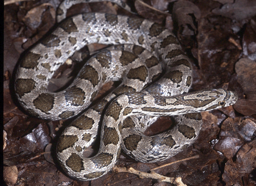 Pantherophis guttata East Texas Corn Snake, Brazos County,… Toby