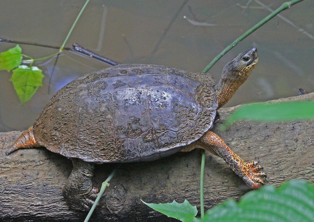 CR11_60D_0151a Black Wood Turtle at Selva Verde Lodge