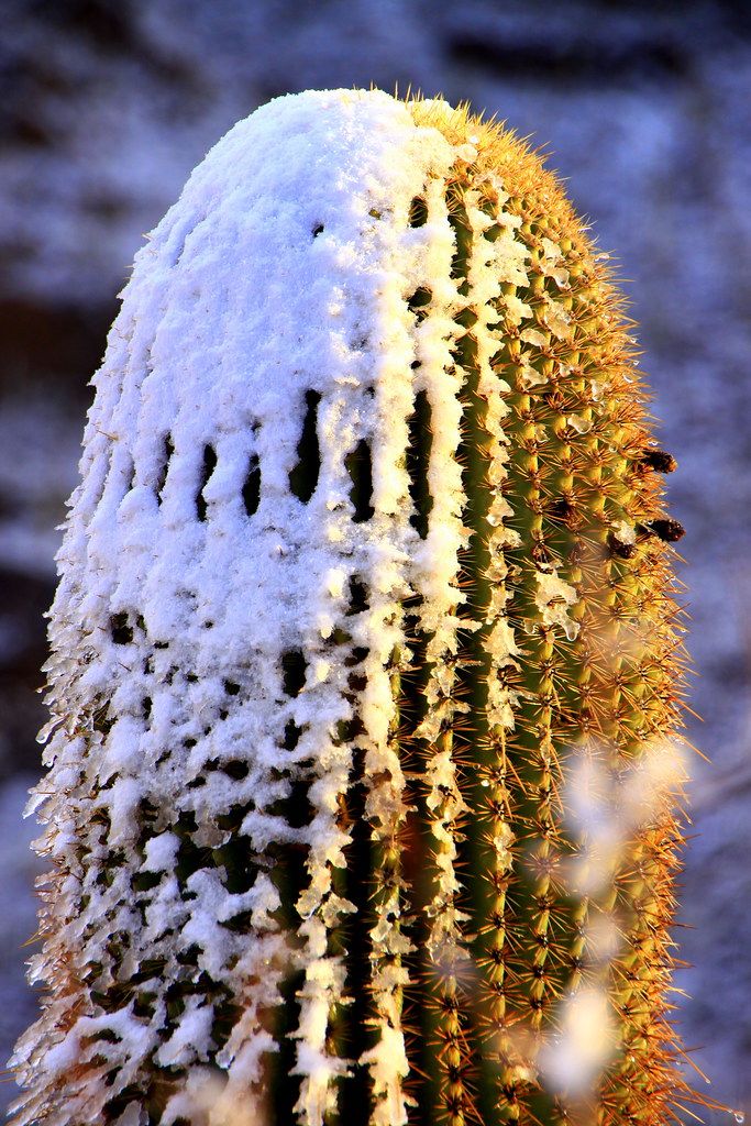 Snow Covered Cactus Cactus plants and snow generally don't… Flickr