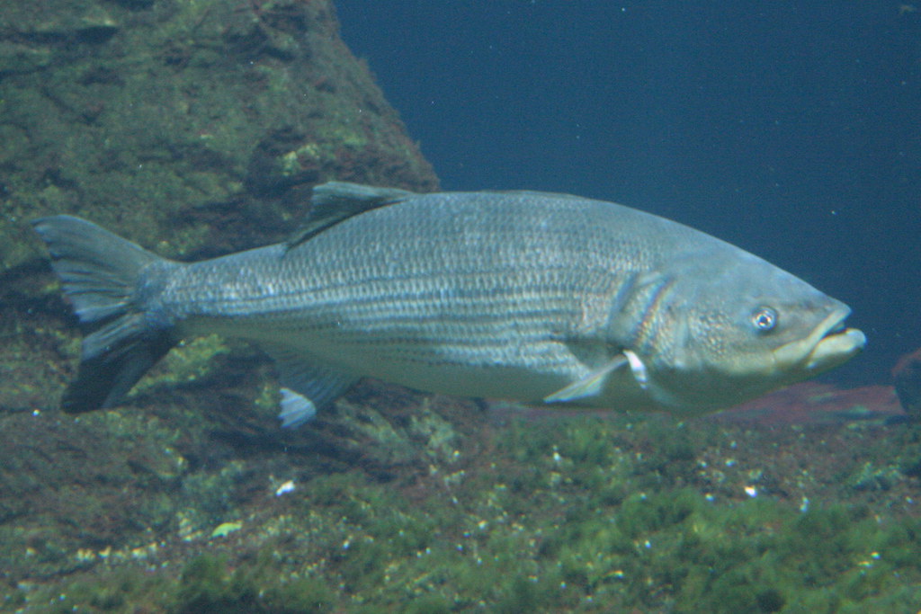 Striped Bass Morone saxatilis Description The striped bass… Flickr