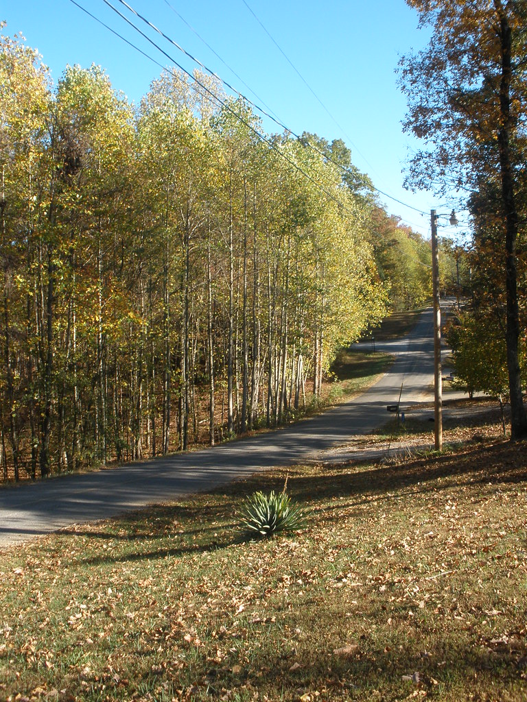 Lil' Bear Cabin fall foliageMonteagle Tn. Flickr